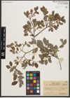 Foto von Salix starkeana Willd.